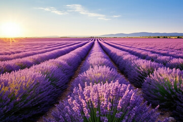 Scenic provence nature france countryside flower purple summer field violet landscape