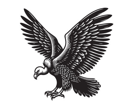 recommend clip art: Beautiful bird of prey vulture. Vintage engraving illustration