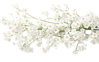 Ethereal Beauty White Gypsophila Elegance on a White or Clear Surface PNG Transparent Background - obrazy, fototapety, plakaty