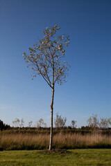 Neu geplfanzte Pappel - junger Pappelbaum
