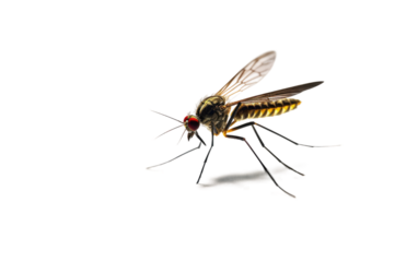 Enormous Flying Mosquitoes Summer Pests Soar on a White or Clear Surface PNG Transparent Background