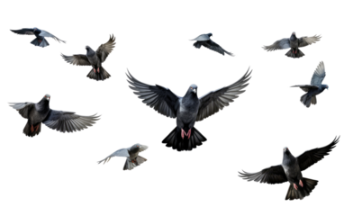 Winged Harmony Pigeons in Formation Flight on a White or Clear Surface PNG Transparent Background