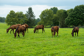 horses grazing in a field