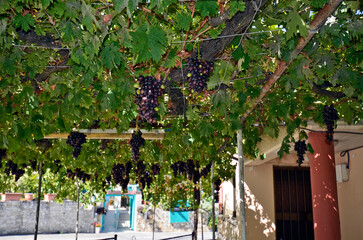 Cyprus Republic, Village Omodos