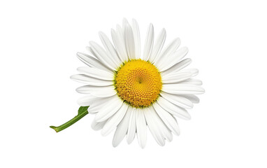 Floral Emergence Daisys Blossoming Beauty on a White or Clear Surface PNG Transparent Background