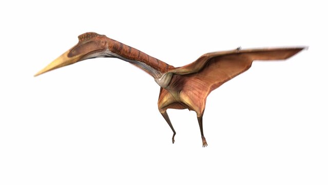 quetzalcoatlus is flaping down in white background