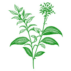 Minimalist Botanical Vector