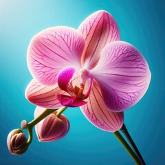 orchid on blue background