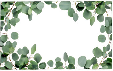Eucalyptus Essence framing Memories Natural Beauty on a White or Clear Surface PNG Transparent Background