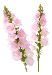 pink foxglove flowers isolated