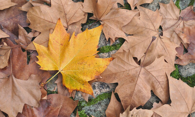 Surface covered with dry tree leaves with a different color, autumn environment