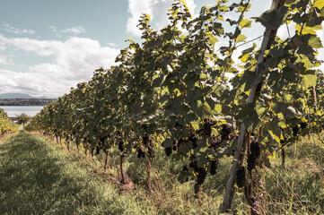 Vignoble Genevois au bord du lac