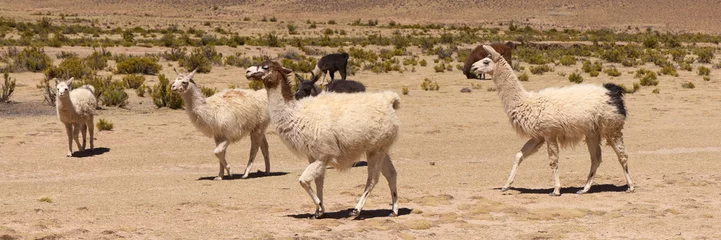 Fotobehang Free-grazing llamas on a plateau in the Andes, Bolivia © Artur Nyk