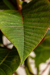 Uphorbia pulcherrima , poinsetia, typical plant for decoration at Christmas in Spain