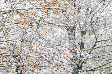 magie de la première neige