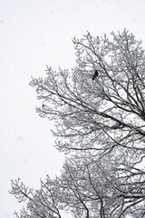 Fototapeta na wymiar magie de la première neige avec la corneille sur l'arbre