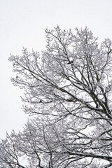 magie de la première neige avec la corneille sur l'arbre