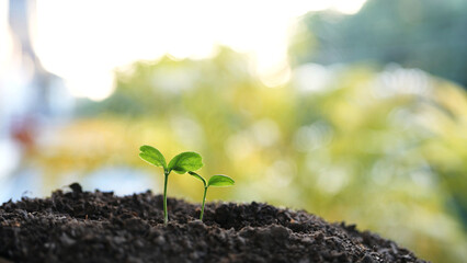 small plant sapling growing tree sprout closeup