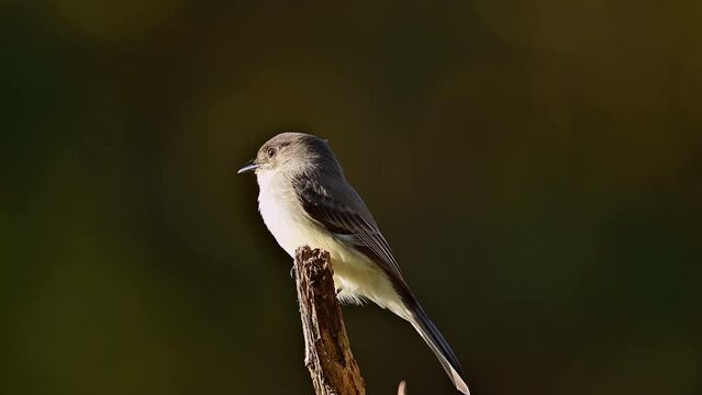 Eastern phoebe perched on a dead broken cedar tree looking around in the southern Piedmont of North Carolina in autumn.