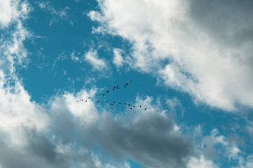 vol en V dans le ciel nuageux, migration