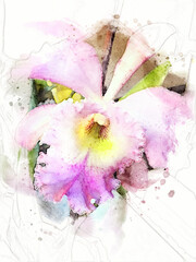 Cattleya Orchid Watercolor