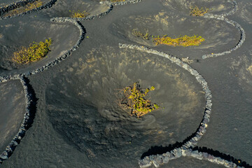 Aerial view of wine growing district of la geria. Tratitional culitvation of vines in a lava field near Timanfaya national park. Lanzarote, Spain, Europe