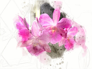 Miltonia Orchid Watercolor - obrazy, fototapety, plakaty