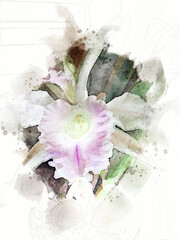 Cattleya Orchid Watercolor - obrazy, fototapety, plakaty