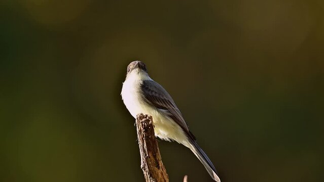 Eastern phoebe perched on a dead broken cedar tree in the southern Piedmont of North Carolina in autumn.