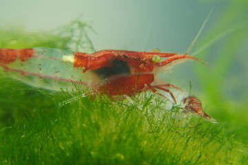 Red Rili Shrimp (Neocaridina davidi) |紅琉璃