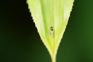 Microchrysa polita refers to a species of small, colorful flies belonging to the family Stratiomyidae, commonly known as soldier flies. These flies are known for their metallic|小麗水虻