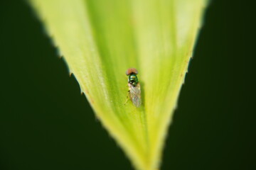 Microchrysa polita refers to a species of small, colorful flies belonging to the family Stratiomyidae, commonly known as soldier flies. These flies are known for their metallic|小麗水虻