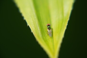 Microchrysa polita refers to a species of small, colorful flies belonging to the family Stratiomyidae, commonly known as soldier flies. These flies are known for their metallic|小麗水虻