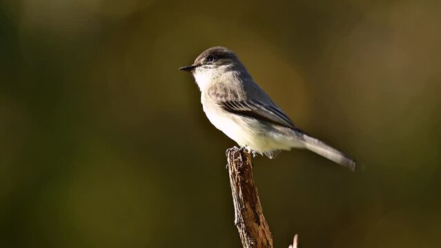 Eastern phoebe perched on a dead broken cedar tree in the southern Piedmont of North Carolina in autumn.