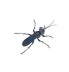 black cricket hunting wasp in the genus Lirus L. argentatus. member of the Crabronidae - Crabronid...
