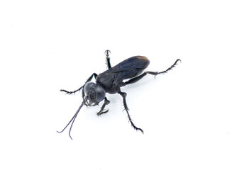 black cricket hunting wasp in the genus Lirus L. argentatus. member of the Crabronidae - Crabronid Wasps, Cicadakillers, Sand Wasps, Mud Daubers family. Isolated on white background front side view