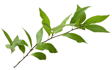 Essence of Tea Lively Green Leaves on a White or Clear Surface PNG Transparent Background