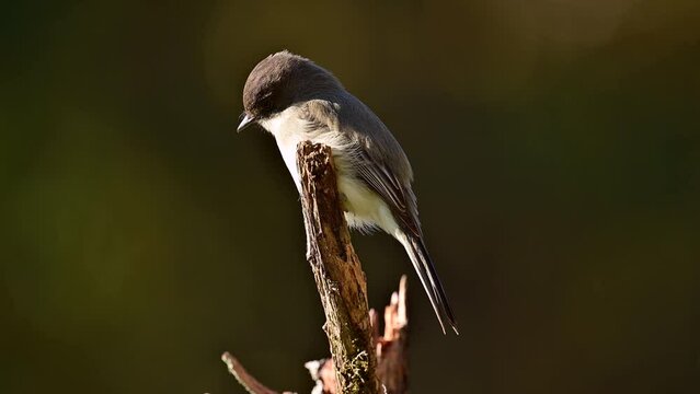 Eastern phoebe perched on a dead broken cedar tree in the southern Piedmont of North Carolina in autumn.