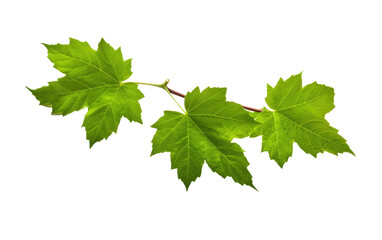 Twining Vine Leaf Natures Foliage on a White or Clear Surface PNG Transparent Background