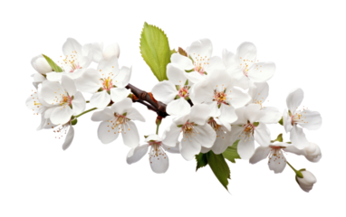 Ethereal Beauty White Cherry Blossom on a White or Clear Surface PNG Transparent Background