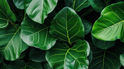 Fiddle leaf fig macro shot.. Generative AI