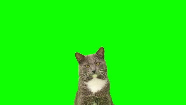 Cat on a green screen chromakey. Gray cat isolated on a greenscreen. Feline is Sitting, Looking Up, Playing and Catching. Cat licks its muzzle. Kitten video. Keying. Advertising of goods for pets 4K	