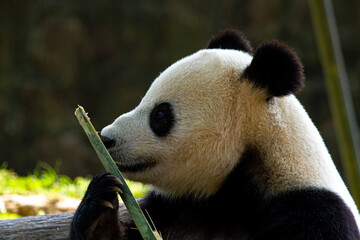 Giant panda bear
