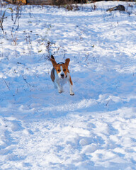 spacer z psami w zimę
