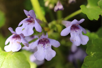 Glechoma hederacea, Herb with purple flower, flower detail