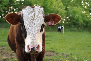 Close-up of a cow's head in a meadow