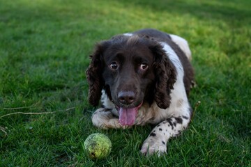 English Springer Spaniel lays on the grass with his tennis ball during a walk. Hunting dog breeds. Bird retrieving dog.
