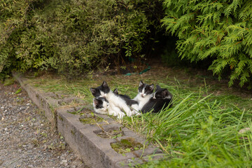 Cute homeless kittens lie on the grass under a bush on the street. Small homeless kittens sleep in the grass basking in the sun's rays. Concept of homeless animals living on the street.