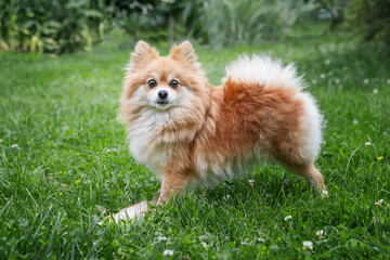 Young Red Puppy Pomeranian Spitz Puppy Dog Play Outdoor In Summer Grass. Pomeranian Spitz At Summer Sunny Day. Summer Season