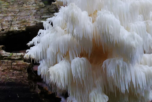 Hericium coralloides